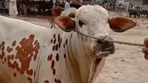 Heavy Cholistani Bull for cattle farm