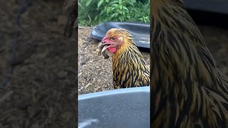 What is THIS chicken eating for dinner? #animals #shorts