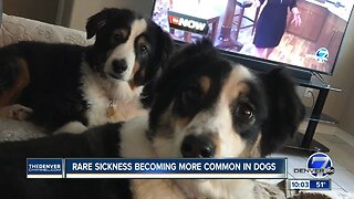 Highlands Ranch family's dog dies of leptospirosis; veterinarian says cases becoming more common