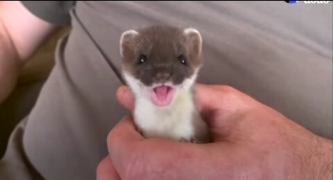 baby stoat