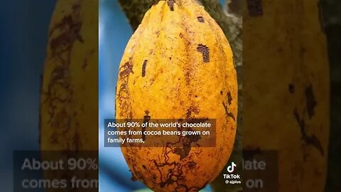 How African Workers Are Exploited To Make Chocolate? #ghana #ghanaian #ivorycoast #chocolate