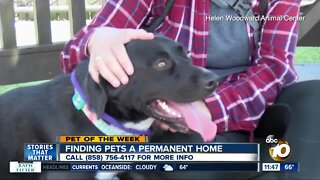 Pet of the Week: Sabrina