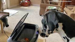Funny Great Dane Ignores Cat To Play With Automatic Garbage Can