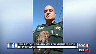 Officer turns injured owl into CROW wildlife center for treatment