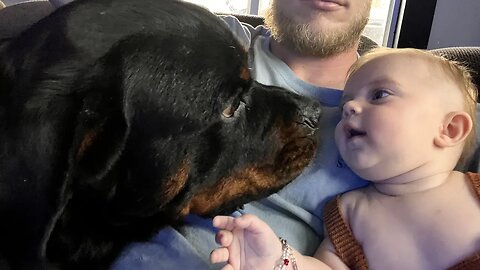 Rottweiler Puppy Gets Very Close To Baby