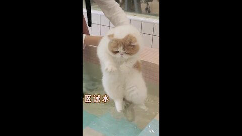 Cats like cats and dogs for the first time in the bath are cute puppets