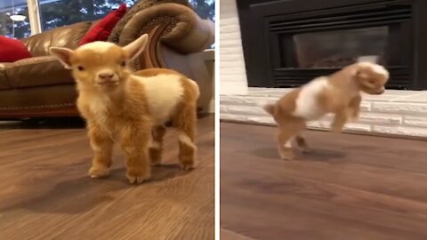 Cutest Baby Goat Dancing