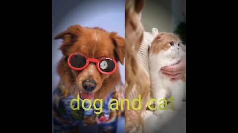 Cat and dog funny cilp video