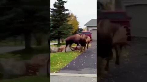 Moose Fight in the Front Yard #moose #fight #wildlife