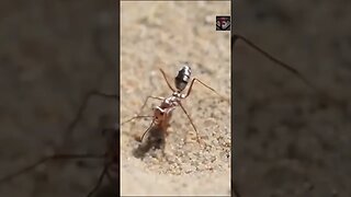 Saharan Silver Ant Facts #shorts #interestingfacts #ants