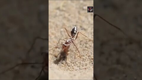 Saharan Silver Ant Facts #shorts #interestingfacts #ants