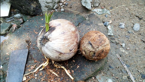1 coconut to enjoy the special thing inside