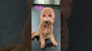 [Shorts 0169] NYLA [#dogs #doggos #doggos #puppies #dogdaycare]