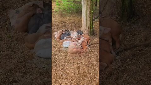 Sleepy Little Pigs @UncleTimsFarm #kärnəvór #carnivore #shorts #hereford #freerangepigs