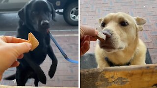 Café Worker Has A Treat For Every Dog Passing By