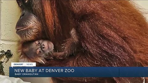 A Sumatran orangutan was just born at Denver Zoo and the pictures are to die for