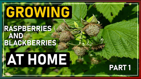 Raspberries at Home (Part 1)