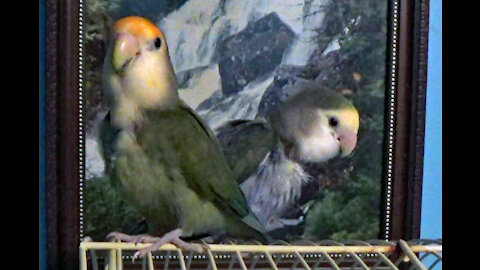 IECV PBV #121 - 👀 Daisy And Kiwi Out Side There Cage, Pearl Stays In 🐤🐤🐤 6-7-2020