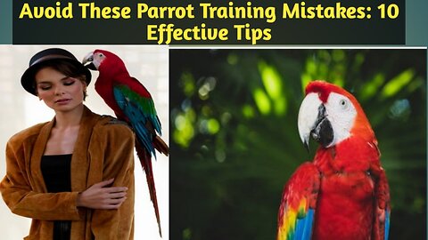 Master Parrot Training with Expert Tips: 10 Effective Strategies