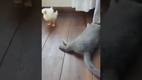 It looks like a quarrel between a cat and a duck