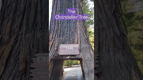 The FAMOUS Chandelier Tree #tourism #smalltown