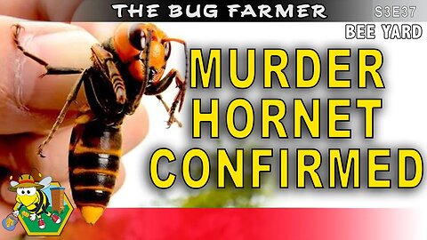 MURDER HORNETS CONFIRMED - Full nest found. Should we be afraid? #beekeeping #murderhornet #insects
