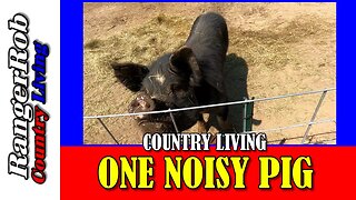 Very Noisy Pig & RangerRob Products & Services
