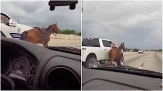 Cavallo corre in mezzo al traffico, e viene soccorso