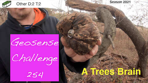 2021 Geosense Challenge 254 (A Trees Brain)