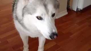 Husky and human engage in full conversation