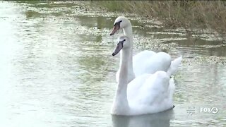Fort Myers woman wins lottery for two Lakeland swans