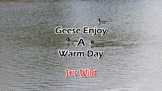Geese Enjoy A Warm Day