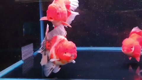 Big Giant Oranda Goldfish-7