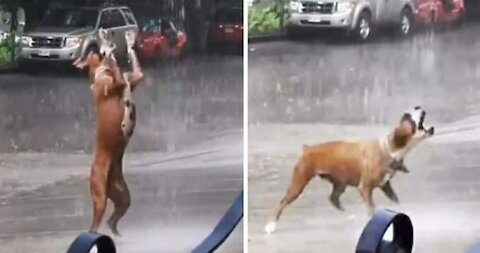 Cão viraliza brincando na chuva e nos lembra de apreciar as coisas simples da vida!