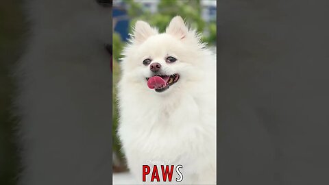 🐶 #PAWS - Pleased Pomeranian 🐾