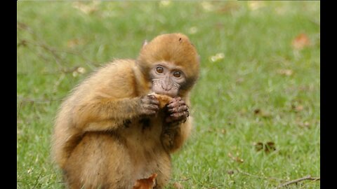 Monkey Enjoying Snack