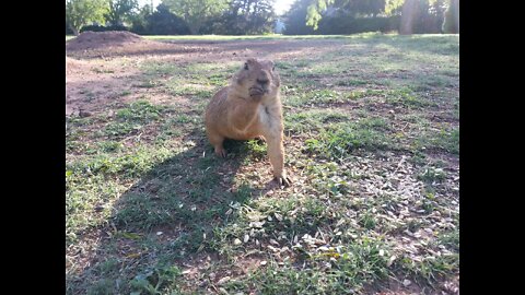 Prairie Dogs Under Attack by City of Wichita Falls Again