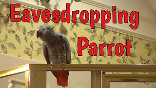 Nosy Parrot Eavesdrops On Owner's Phone Call