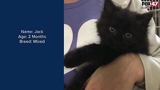 FOX Finders Pet Finder - Meet Jack