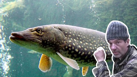 Dan's Biggest Northern Pike!