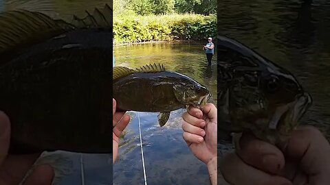 Catching smallmouth bass on topwater!