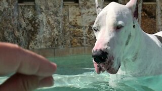 Deaf Great Dane Trained To Speak With Sign Language