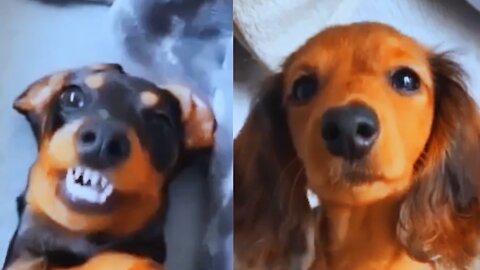 Funny Dachshund Videos, Rumble if These Dogs Make You Smile