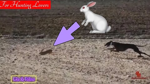 Who will win 🏆? Hare 🐇 or Greyhounds? 😱 Galgos y liebres ? Кто победит борзую против кролика?