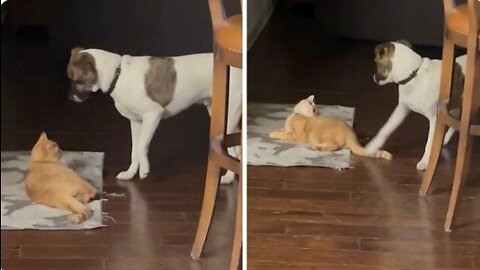 Dog desperately trais to get cat to play