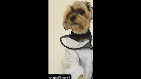 Hello doctor"how are you_ funny dog _ AnimalPlanet12 _ (720P_HD).MP4