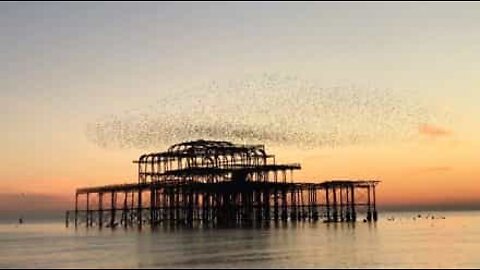 Des milliers d'oiseaux survolent la jetée sous un magnifique coucher de soleil