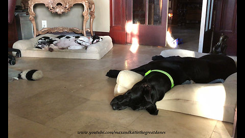 Great Dane and puppy enjoy relaxing nap time together