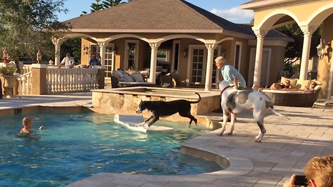 Great Danes enjoy a Pool Party with Friends