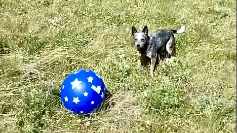 Zippy Blue Heeler Plays Bouncy Ball in the Bog Horn Mountains of Wyoming!!! Vanlife Dog